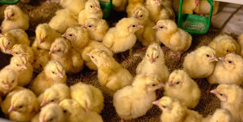 В Павловском округе открыли три новых птичника