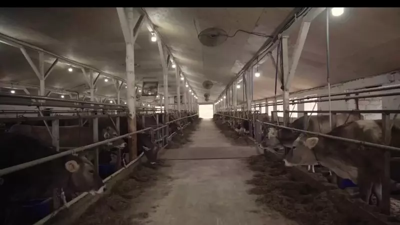 Иллюстрация №1 для поста «Новые и модернизированные предприятия агропрома: В Дагестане запустили новую молочную ферму полного цикла»