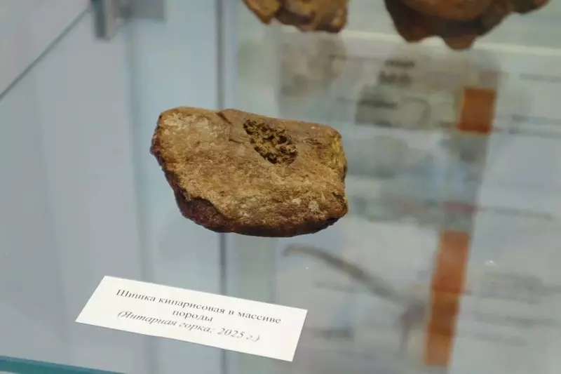 Картинка 7 для «В Кузбассе обнаружили уникальный янтарь возрастом более 100 млн лет»