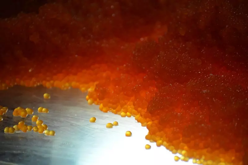 Картинка №4 для статьи «лосось: Производство лососевой икры в России выросло в три раза к уровню прошлого года»