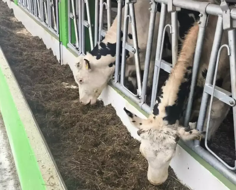 Иллюстрация #2 для «производство молока: В Новгородской области открыт телятник на 250 голов»