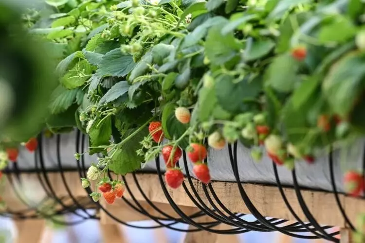 Иллюстрация №20 для публикации «Тюменское импортозамещение часть 6»