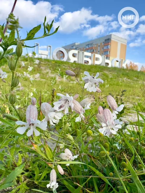 Фото #64 для публикации «Ямальский меридиан 16»