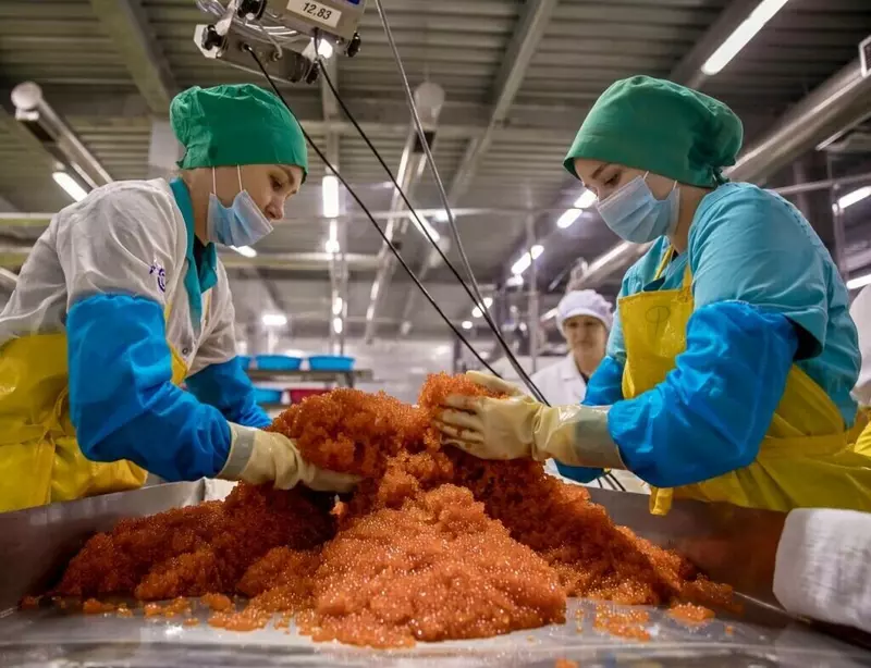 В России выросло производство лососевой и осетровой икры