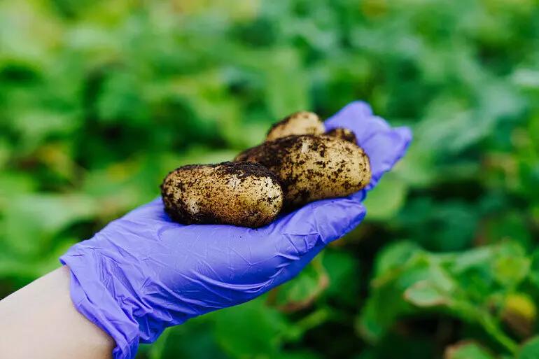 Мираторг начал полевые испытания собственного семенного картофеля