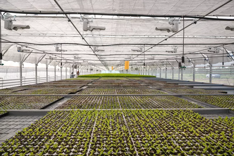 В Чувашии открылся тепличный комплекс