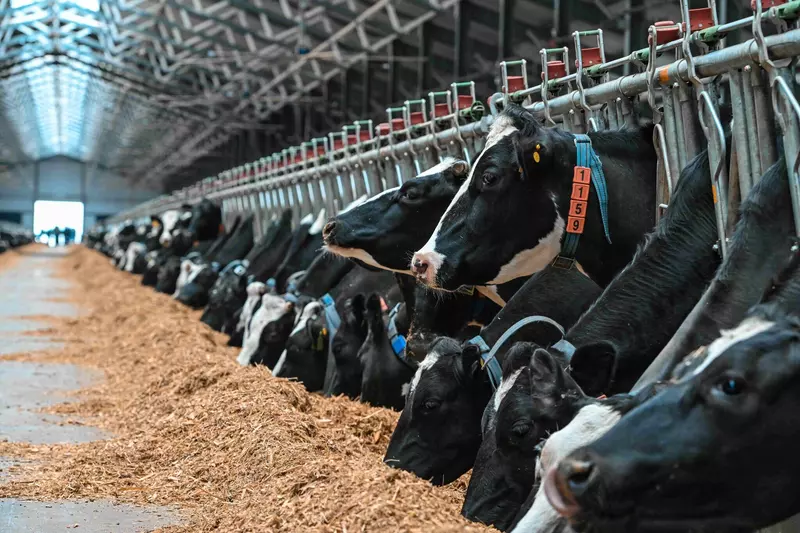 АГРОСИЛА инвестирует 375 4 млн рублей в животноводство