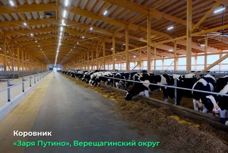 В Верещагинском округе Пермского края введена вторая очередь молочной фермы на 1 2 тыс