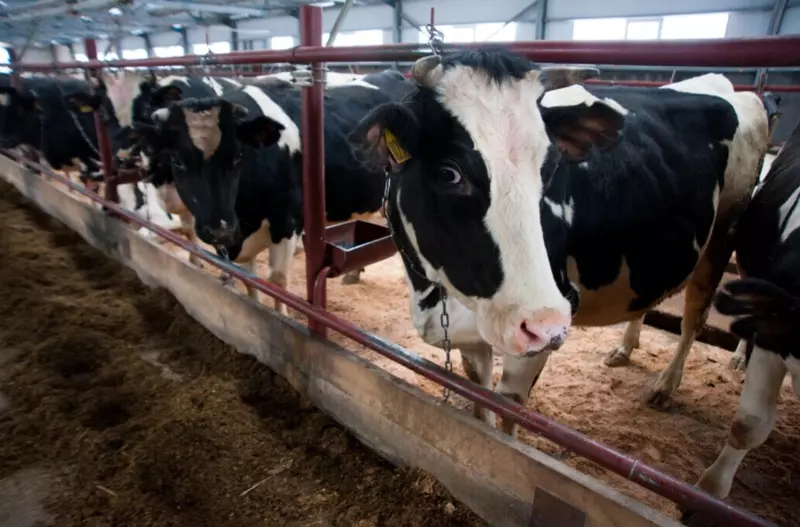 В Вологодской области завершилось строительство новой фермы на 650 голов