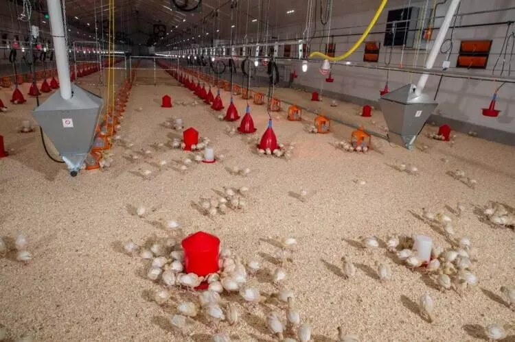 Фото №3 для публикации «Тюменская область: В Тюменской области запущен племенной репродуктор индейки»