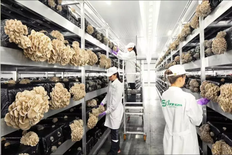 ПАО Магнит запустило на Кубани центр по выращиванию вешенок за 1 млрд рублей