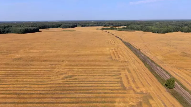 Иллюстрация 2 для «Иркутская область: Иркутская и Тюменская области добились рекордного урожая в 2025 году»