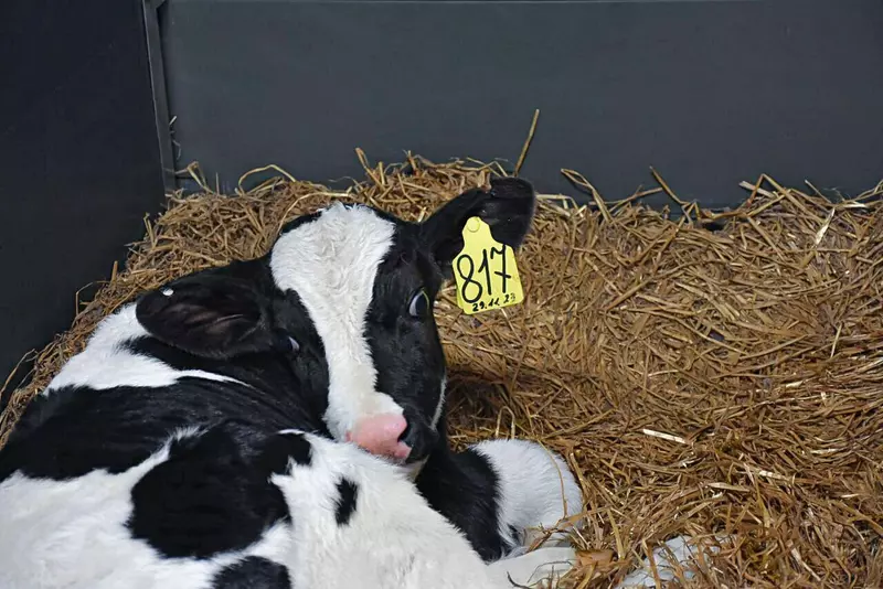 2 для публикации «Архангельская область: В Архангельской области открыт новый телятник»