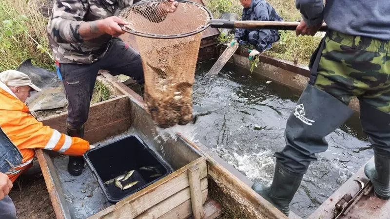 4 для «рыбоводство: В Саратовское водохранилище выпустили более 3 млн штук молоди сазана»