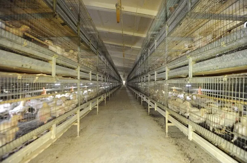 Картинка 1 для публикации «Новые и модернизированные предприятия агропрома: Крупнейшая птицефабрика ДНР завершила модернизацию убойного цеха»