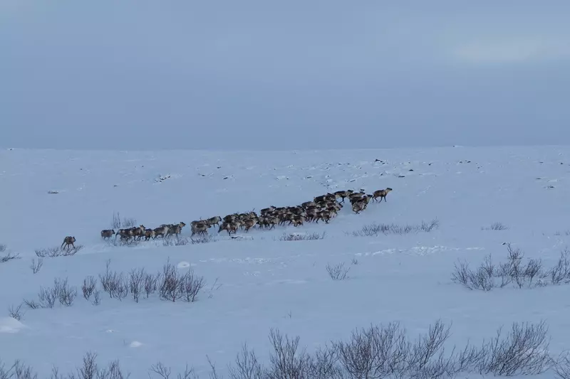 Фото #19 для поста «Отель на краю Земли четыре звезды в Заполярье»