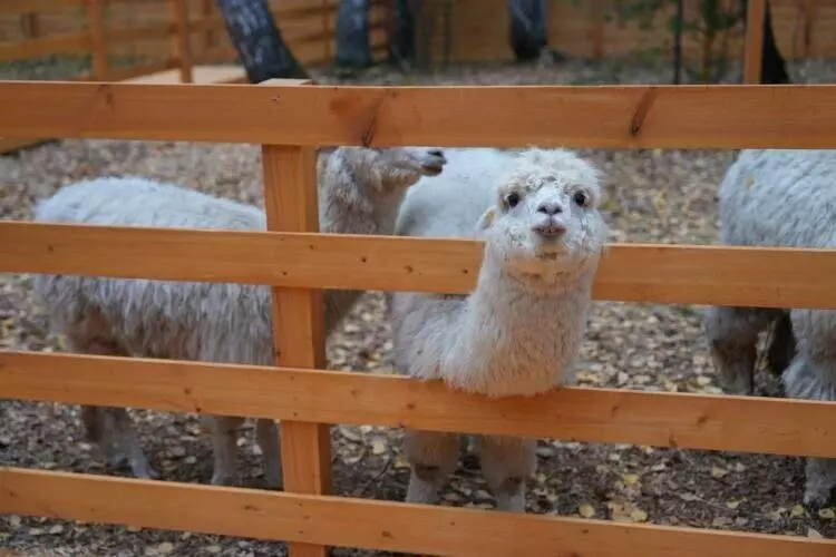 Фото 65 для поста «Благоустройство сибирских городов часть 6»