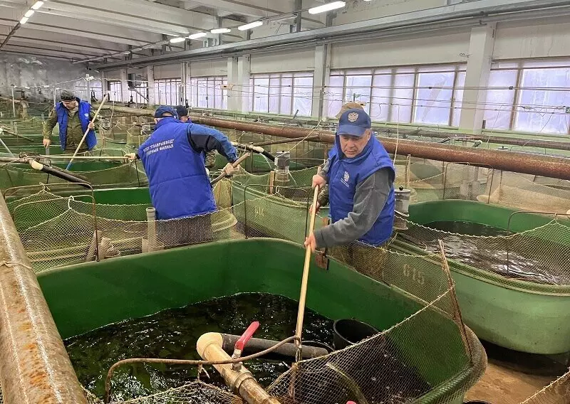 3 для публикации «Экология: В 2023 году в Онегу выпущено рекордное количество молоди лососевых»