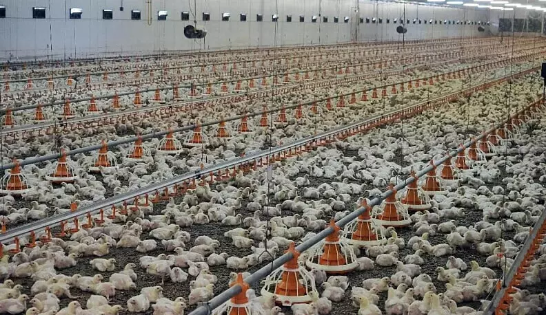 Изображение 2 для статьи «птицеводство: Калужская птицефабрика запустила обновлённый перерабатывающий комплекс»