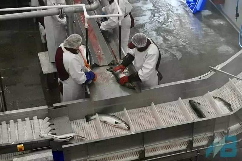 Изображение №2 для публикации «рыбопереработка: Новая рыбоперерабатывающая фабрика открылась в Мурманской области»