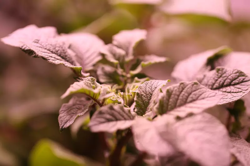 Картинка #3 для статьи «Меристема: Платформа Меристема для подготовки агрономов в Иркутске»