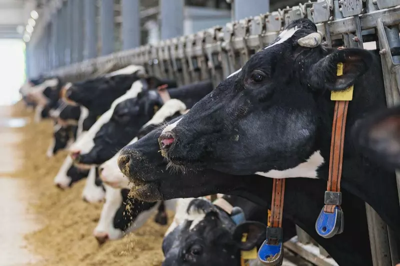 Фото №9 для новости «Новые предприятия АПК и пищевой промышленности в мае июне 2025 года»