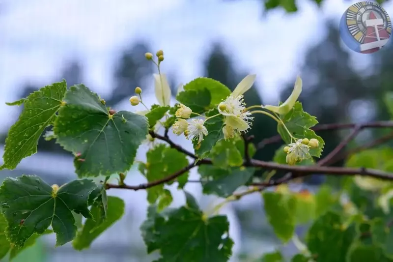 Картинка #63 для статьи «Ноябрьск 50 часть 1»