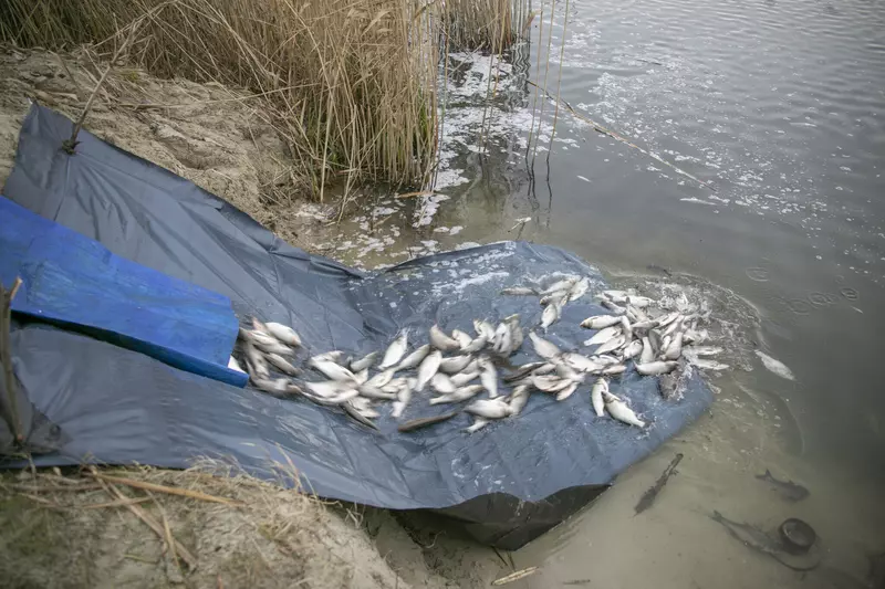 Изображение 2 для поста «Рыбоводство: Курская АЭС более пяти тонн рыбы выпущено в акваторию водоема охладителя»