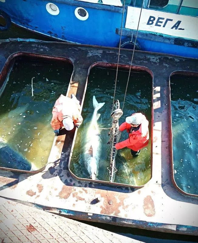 Сохранить осетровых осетровые заводы повышают эффективность воспроизводства