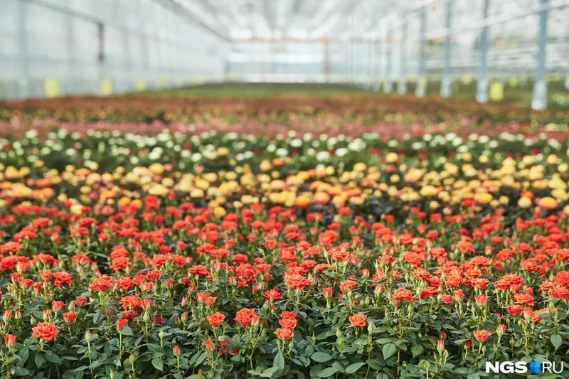 Под Новосибирском открыли роботизированный комплекс по выращиванию роз