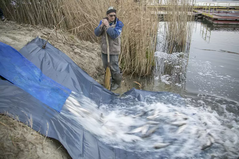 Изображение №3 для поста «Экология: Курская АЭС более пяти тонн рыбы выпущено в акваторию водоема охладителя»