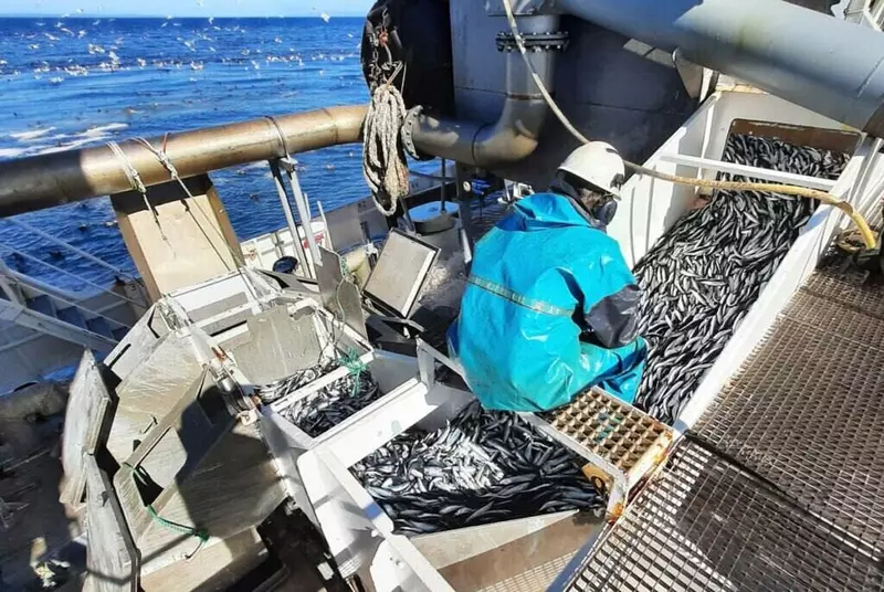 Фото 2 для «статистика: Активный промысел иваси на Дальнем Востоке потребовал увеличения ее возможного вылова»