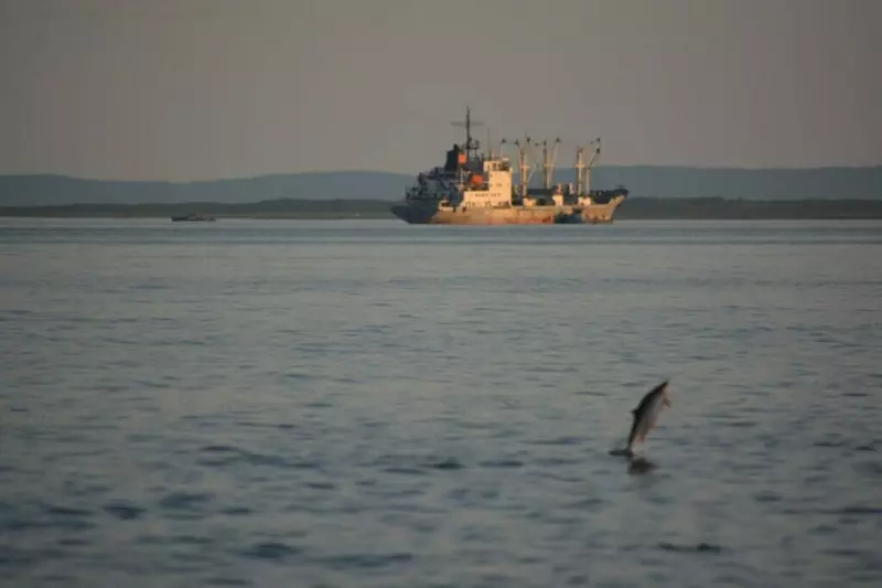 Лососевая путина 2023 вылов лососей в 2 3 раза выше уровня прошлого года