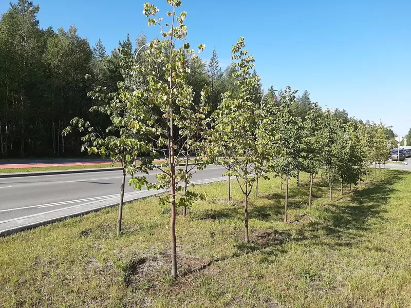 Липы на ул. В.Высоцкого (фото автора)