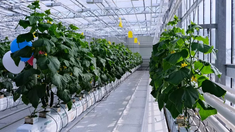 На Чукотке открыли новую теплицу