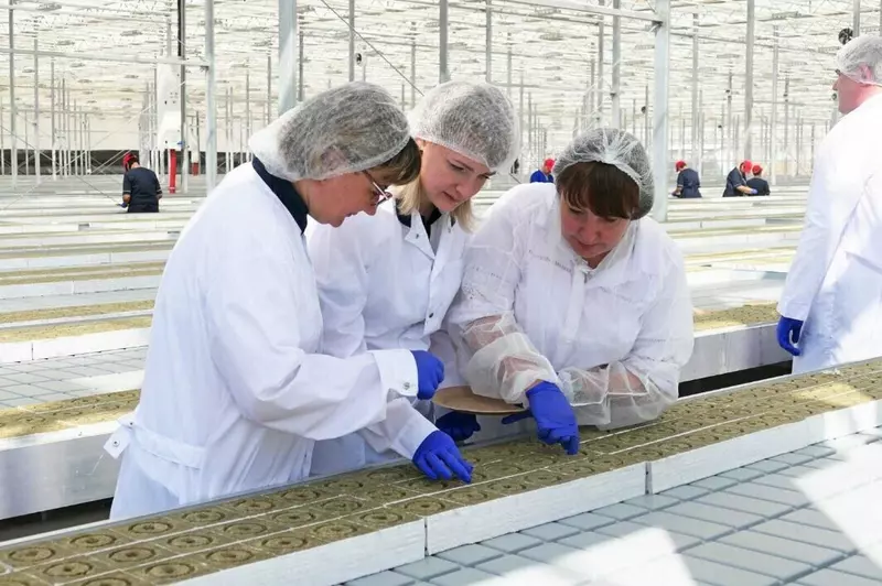 Иллюстрация #3 для новости «В Воронежской области запущен новый тепличный комплекс»