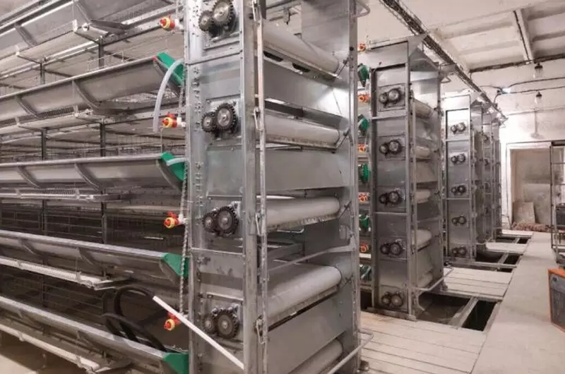 В Иркутской области открылся новый цех по производству яиц