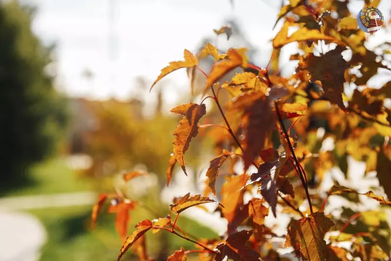 Иллюстрация 60 для статьи «Ямальский меридиан 16»