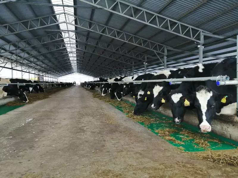 СПК Рассвет запустило ферму на 400 голов в Ивановской области