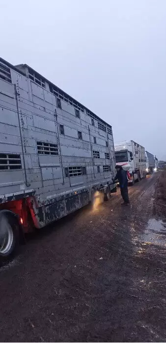 Картинка 2 для статьи «Татарстан: Новая партия племенных нетелей поступила в отделение молочного комплекса Октябрь ООО Молко»