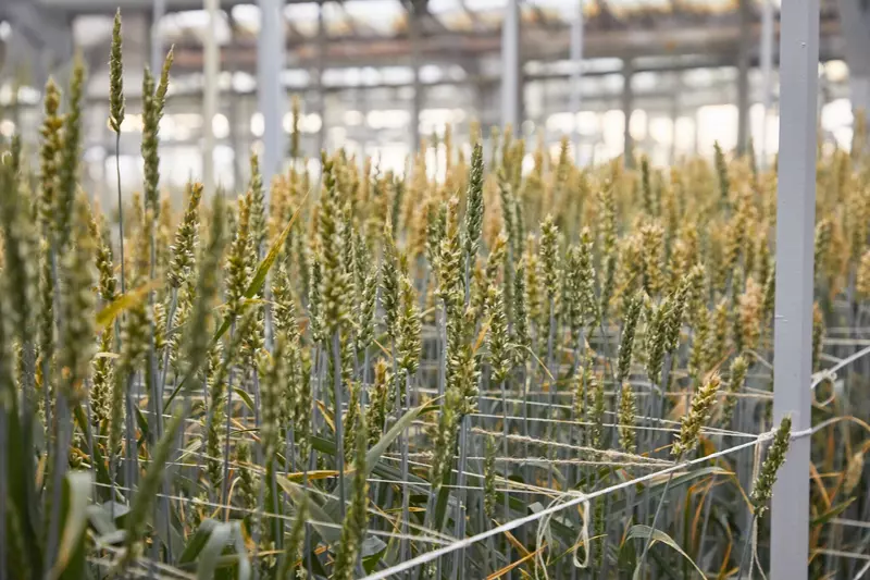 Один из сортов изучаемой пшеницы. Фото предоставлено авторами исследования