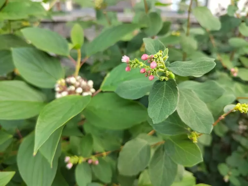 №17 для новости «Тюменское импортозамещение часть 10»