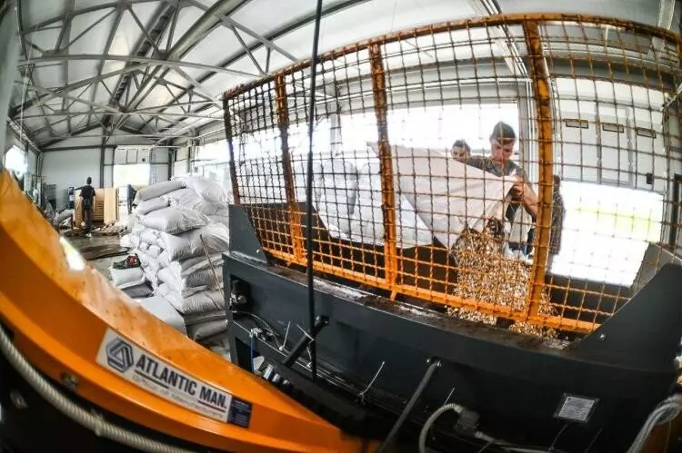 Фото #2 для публикации «Рыбоводство: Тюменское предприятие запустило линию по посадке семян хвойных деревьев»