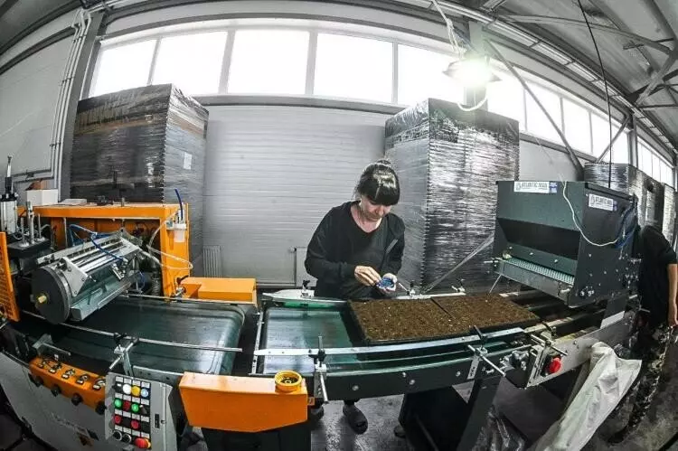 Изображение 5 для новости «экология: Тюменское предприятие запустило линию по посадке семян хвойных деревьев»