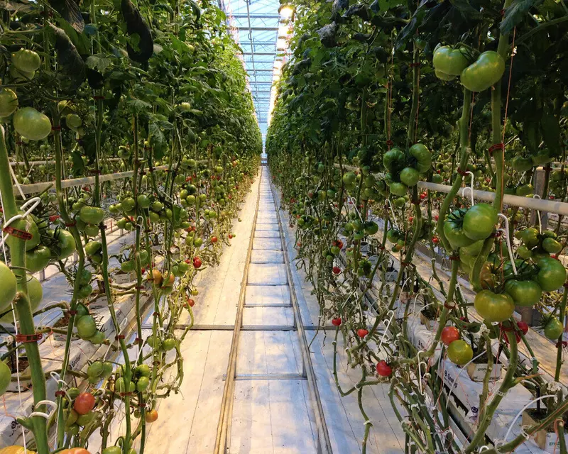 ГК Гекса пополнила ассортимент белой геотканью для теплиц