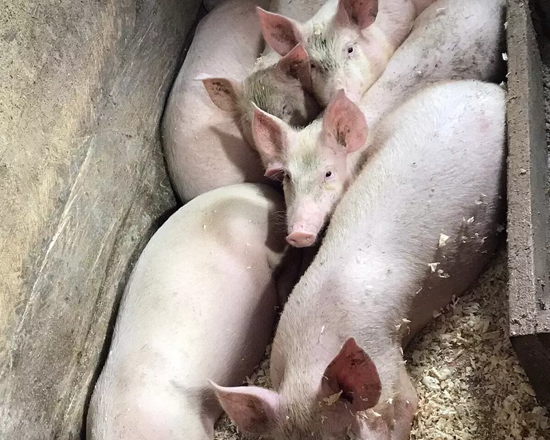 В якутском селе Табага открылся новый свиноводческий комплекс