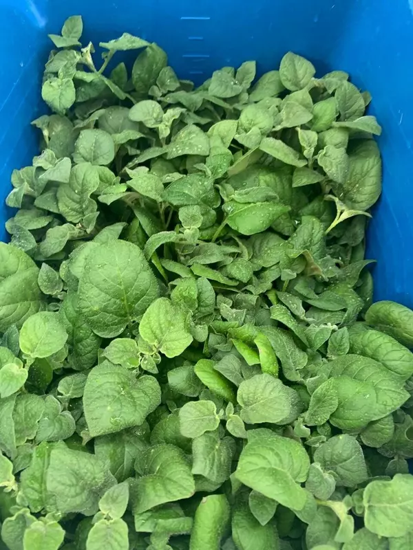 Изображение #3 для поста «Московская область: В Дмитровском округе Подмосковья открылся тепличный комплекс по выращиванию клубней картофеля»