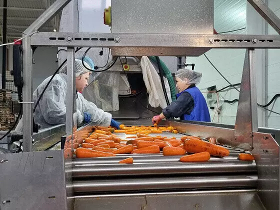 В Волгоградской области запустили новые линии по переработке овощей