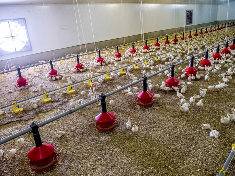 Изображение #1 для статьи «Новые и модернизированные предприятия агропрома: Группа Черкизово построила шесть птичников на Алтайском бройлере»