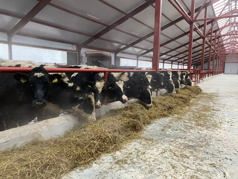 Иллюстрация №1 для статьи «Новые и модернизированные предприятия агропрома: Удмуртский СПК Звезда открыл молочную ферму на 344 голов»